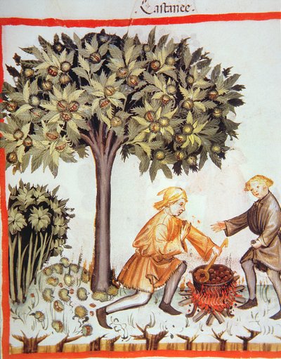 Nova 2644 fol.17r Høst og kogning af kastanjer, fra Tacuinum Sanitatis Codex Vindobonensis af Italian School